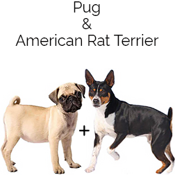 Puggat Dog